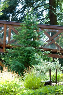 Cunninghamia lanceolata - ostrolistec kopinatý - celek